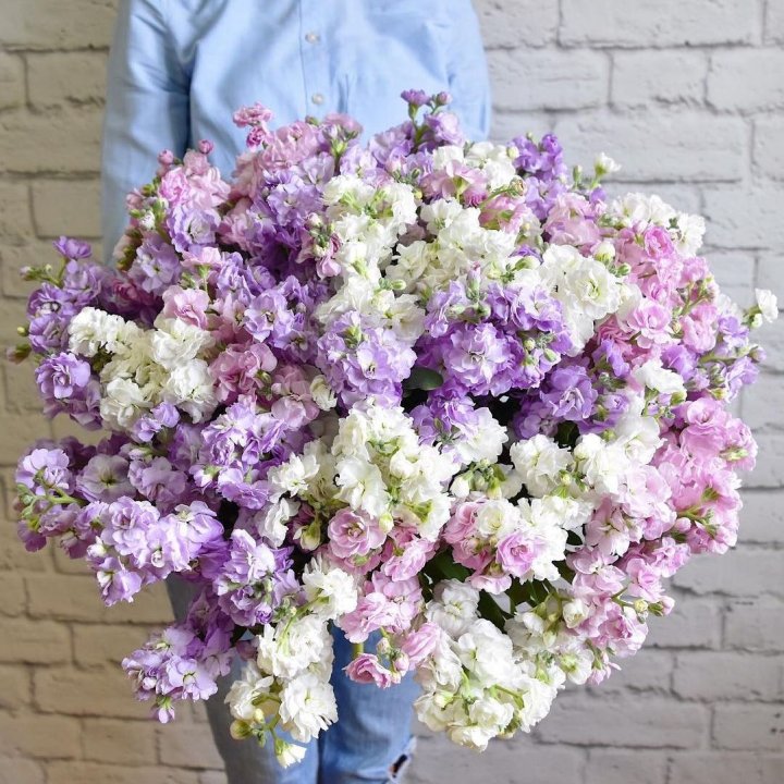 Облако маттиол в Стерлитамаке