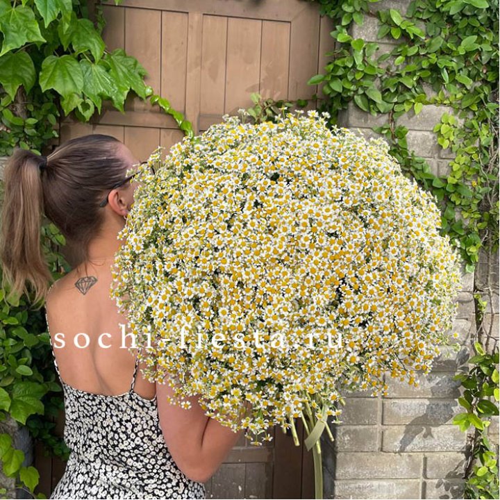 101 ромашка в Стерлитамаке