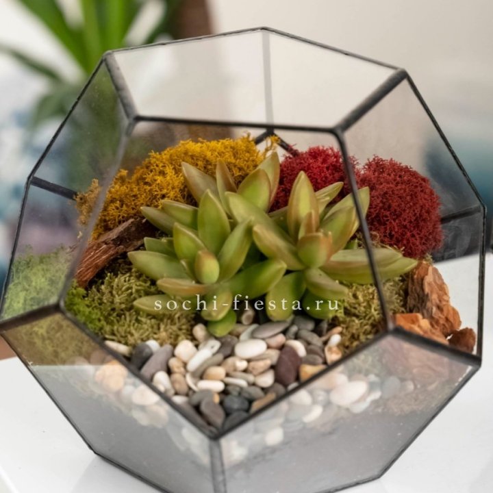 Флорариум “Додекаэдр” с суккулентом Седум в Стерлитамаке