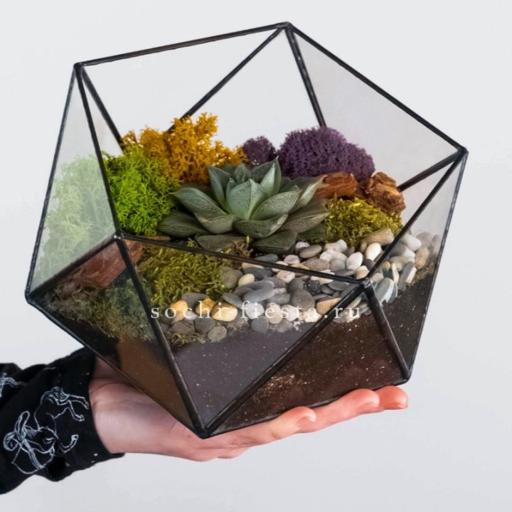 Флорариум “Икосаэдр” с суккулентом Каменная Роза в Стерлитамаке