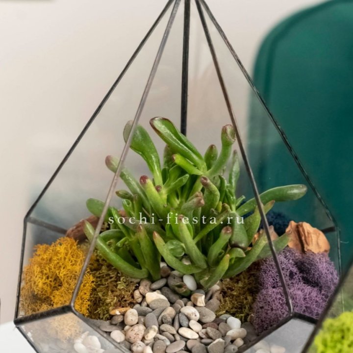 Флорариум “Капля” с суккулентом Крассула Хоббит в Стерлитамаке