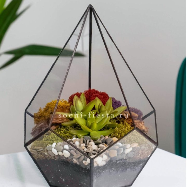 Флорариум Капля с суккулентом в Стерлитамаке