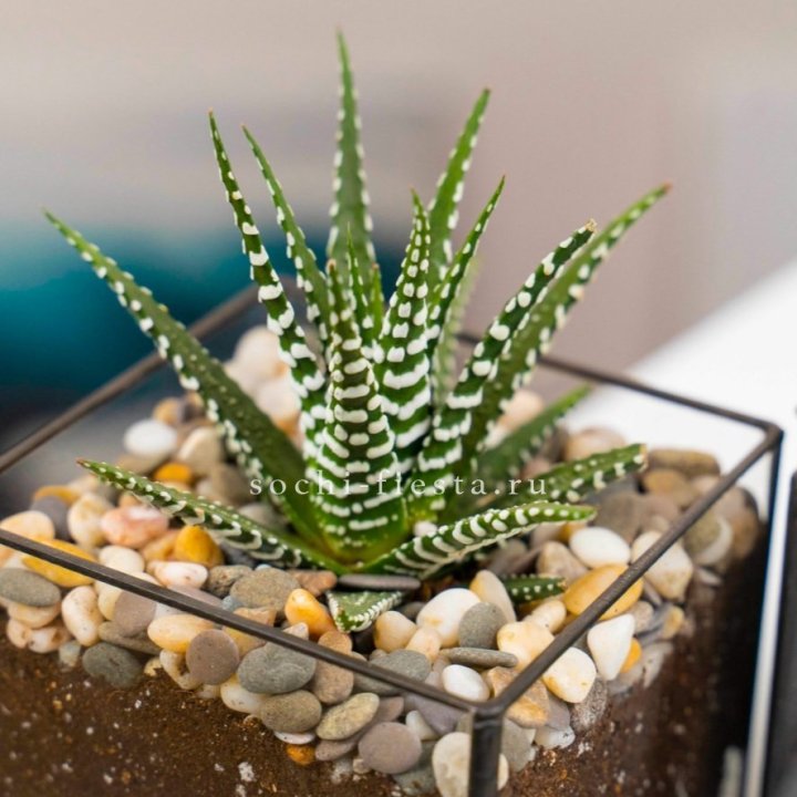 Флорариум Кубик с суккулентом Хавортия в Стерлитамаке