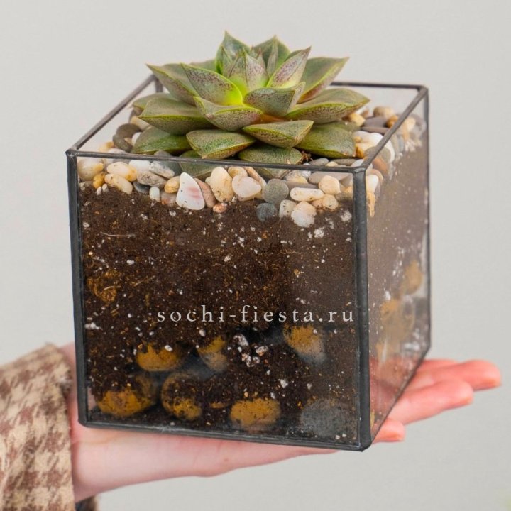 Флорариум Кубик с суккулентом Каменная роза в Стерлитамаке