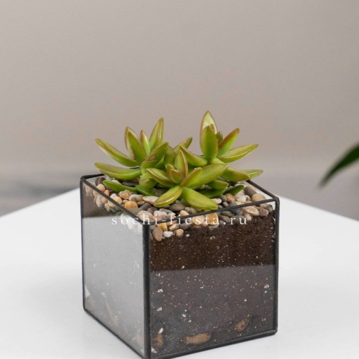 Флорариум Кубик с суккулентом Седум в Стерлитамаке