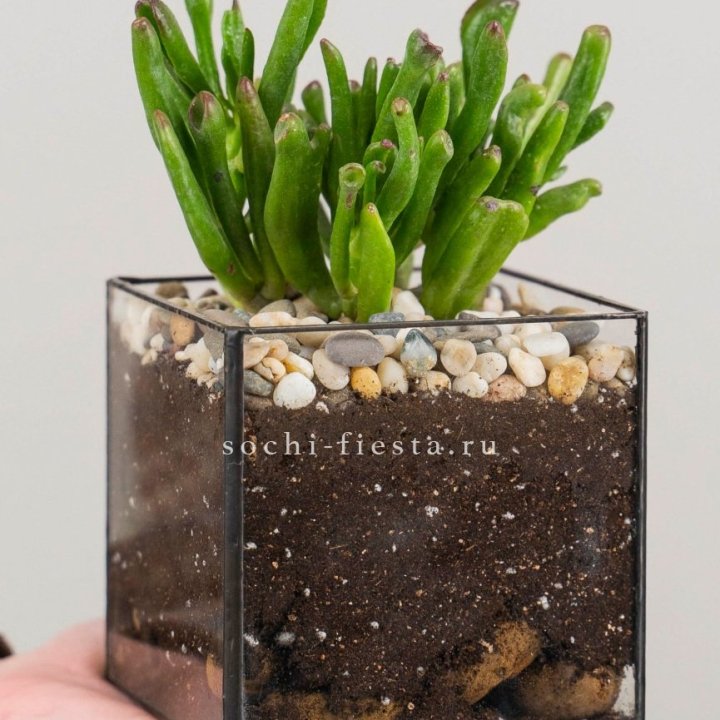 Флорариум Кубик с суккулентом Хоббит в Стерлитамаке