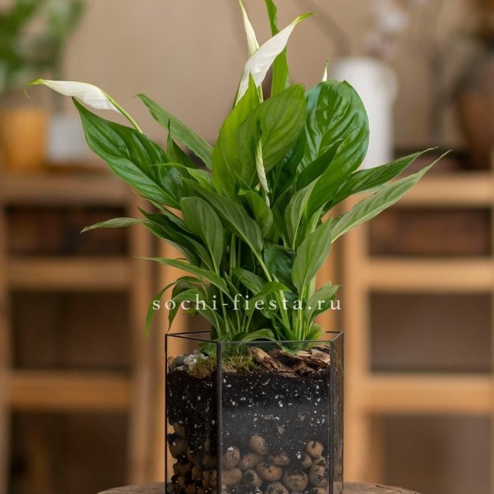 Спатифиллум в кашпо Пятиугольник в Стерлитамаке