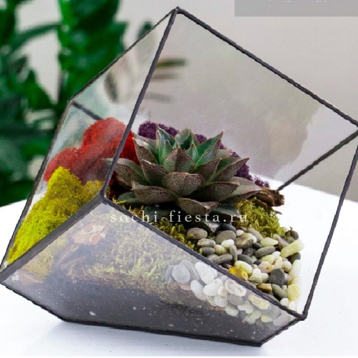 Флорариум Куб усеченный с суккулентом Каменная роза в Стерлитамаке