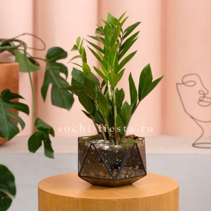 Замиокулькас в кашпо Икосаедр в Стерлитамаке