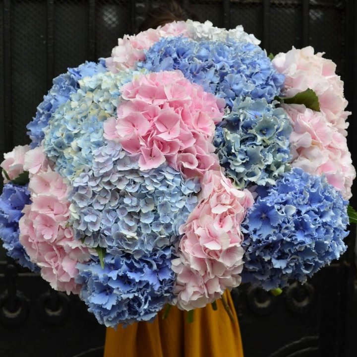 Букет гортензий "Фонтан" в Стерлитамаке