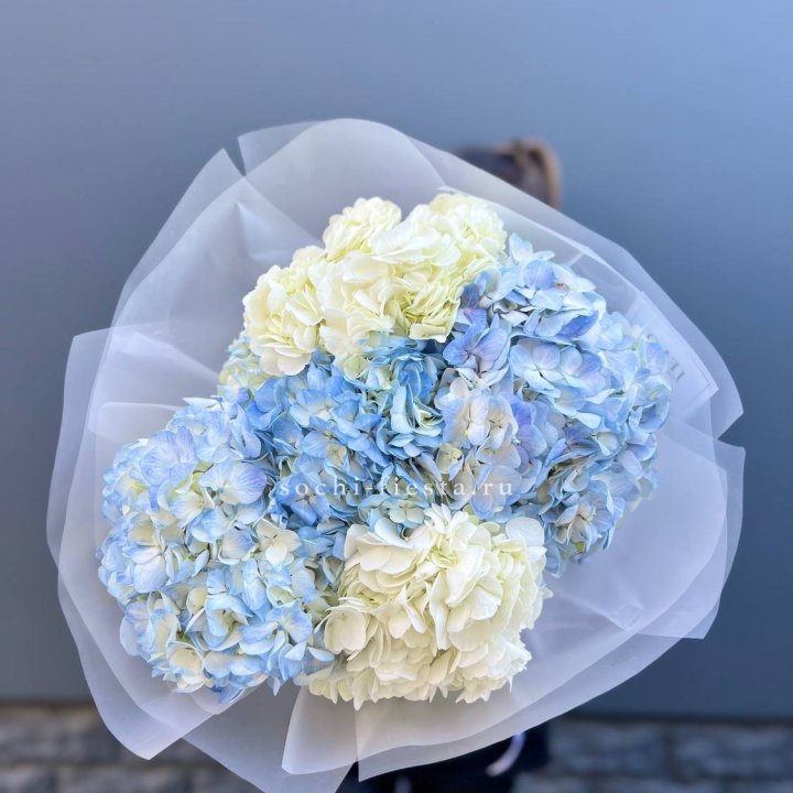 5 бело-голубых гортензий в Стерлитамаке