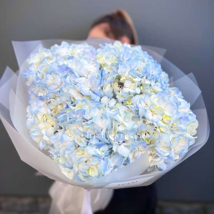5 голубых гортензий в Стерлитамаке