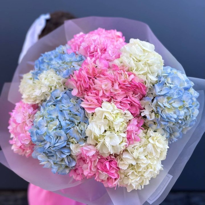 11 гортензий микс в Стерлитамаке