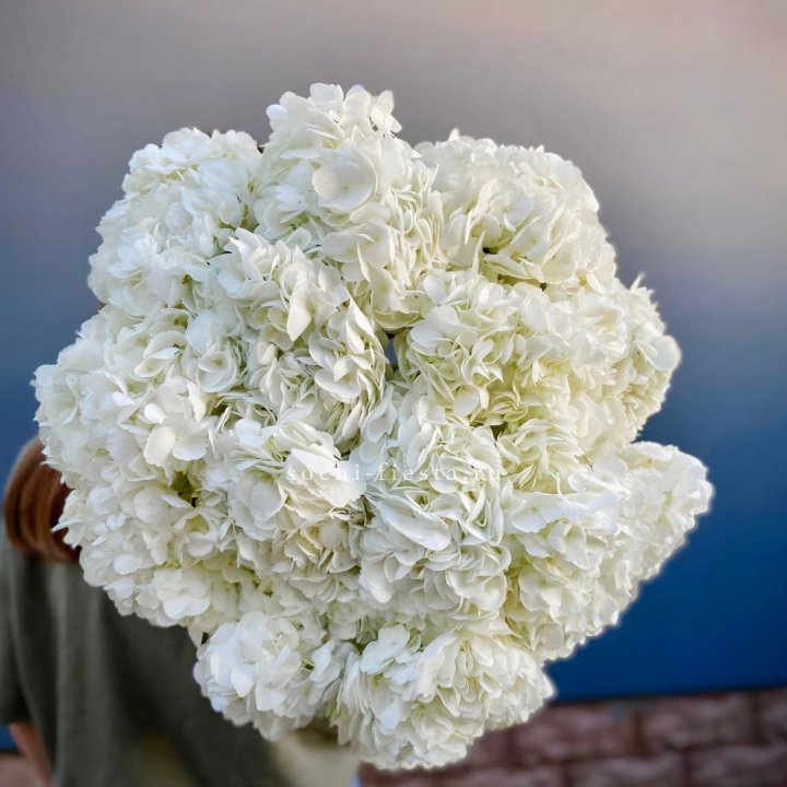 Охапка белой гортензии в Стерлитамаке