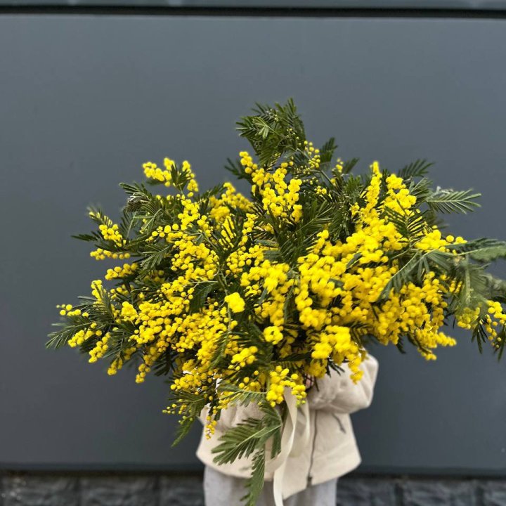 Охопка мимозы в Стерлитамаке