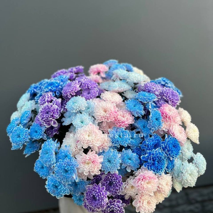 25 цветных хризантем в Стерлитамаке