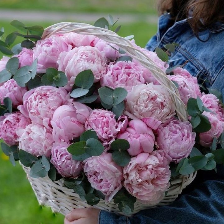 51 пион в корзине в Стерлитамаке