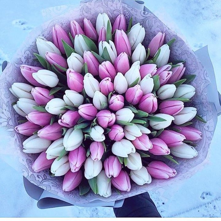 101 тюльпан "Лолипоп" в Стерлитамаке